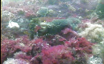 Sea cucumber feeding